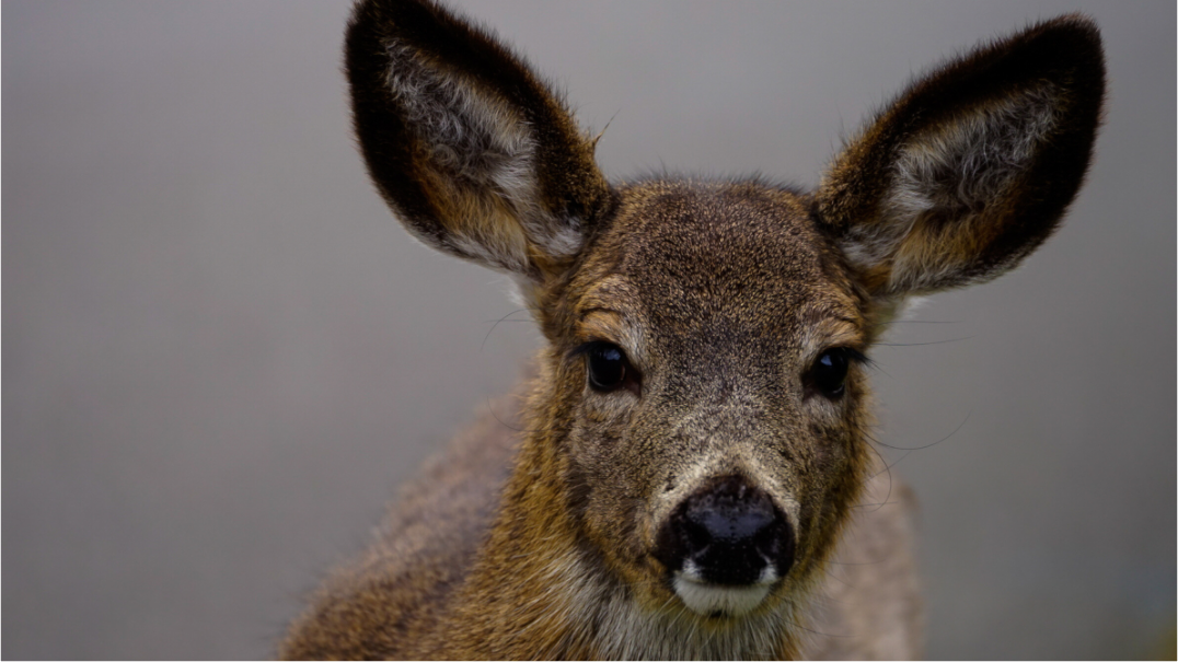 Main image This is my pet dog